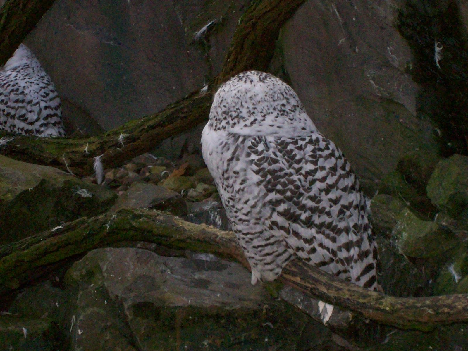 Zoom 18.10.2008-006.jpg